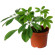 Schefflera potted plant. Elegant home plant with a lot of green leaves.. Den Haag