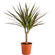 Dracaena potted plant. This popular potted plant is a great gift for those who enjoy home planting.. Den Haag