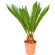 Cycas Palm Tree. This exotic palm will make a great gift!. Den Haag