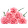 Pink Carnations. Den Haag